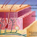 Kako poteka proces obnove kožnih celic?