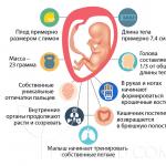 Razvoj zarodka po dnevih in tednih Kako izgleda trebuh nosečnice v 13 tednih